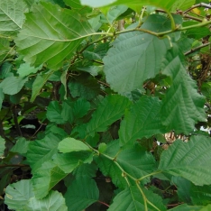 Gewone els / Zwarte els 100-125 cm (in pot)