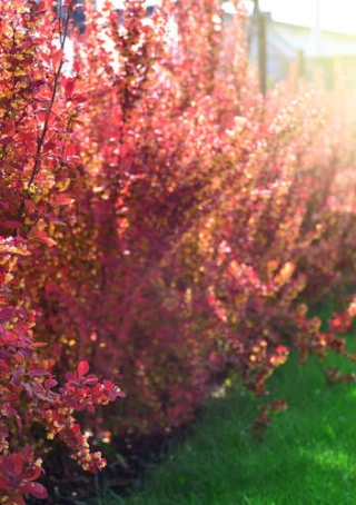 Rode zuurbes / Japanse berberis