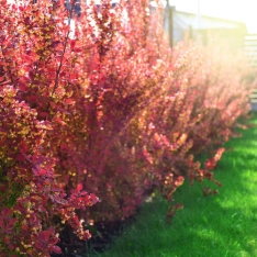 Rode zuurbes / Japanse berberis 30-50 cm (in pot)