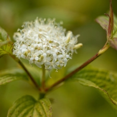 Witte kornoelje 40-60 cm (met blote wortel)