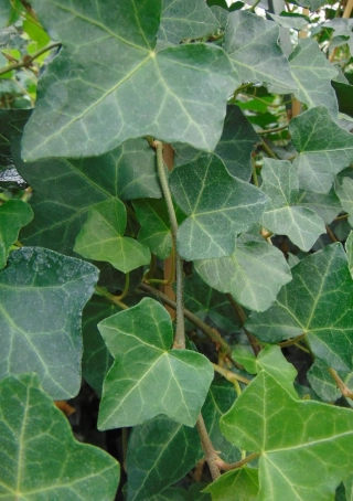 Grootbladige klimop