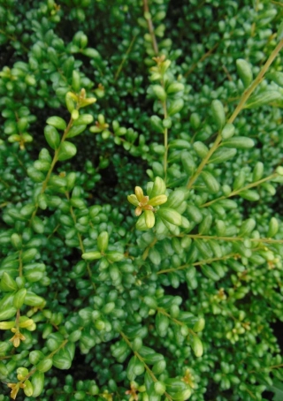 Japanse hulst
