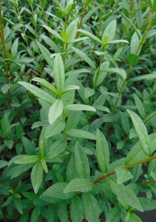 Wintergroene liguster
