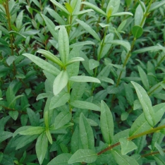 Wintergroene liguster 20-40 cm (in pot)