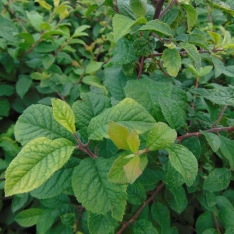 Sleedoorn 40-60 cm (in pot)