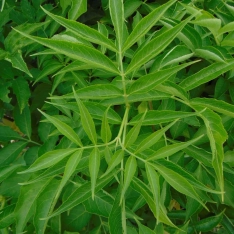 Gewone vlier 60-80 cm (in pot)