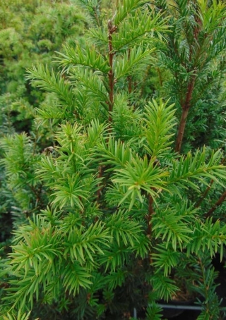 Venijnboom