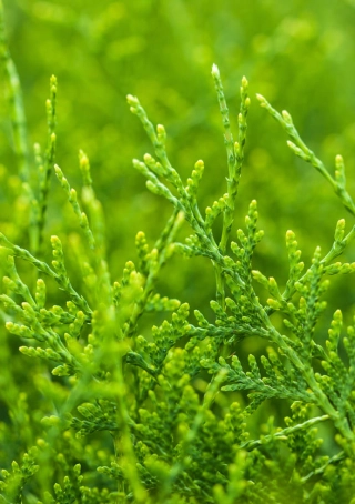 Levensboom 'Brabant'