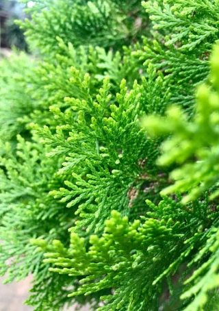 Levensboom 'Smaragd'