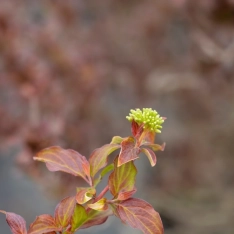 Rode kornoelje 'Midwinter Fire' 30-40 cm (in pot)