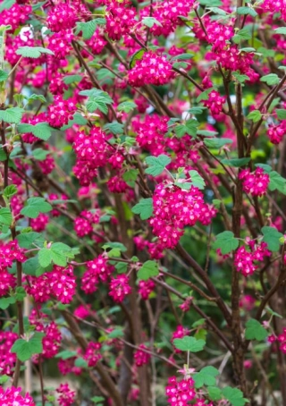 Rode ribes