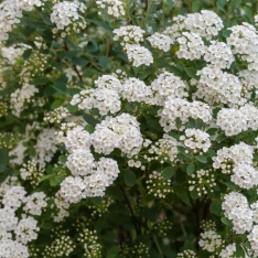 Spierstruik 40-60 cm (in pot)