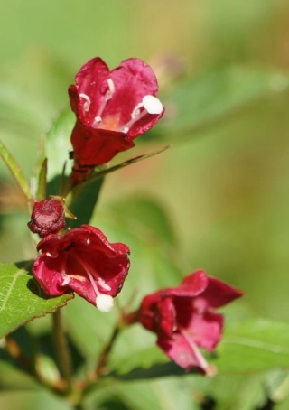 Weigelia 'Bristol Ruby'