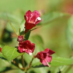 Weigelia 'Bristol Ruby' 40-60 cm (in pot)
