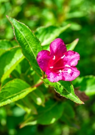Weigelia 'Rosea'