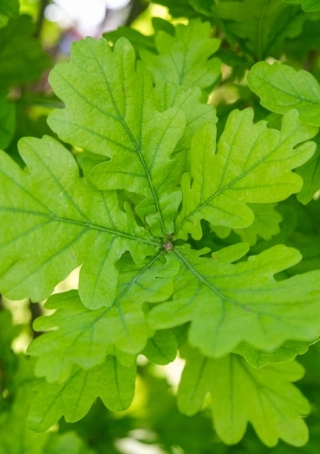 Zomereik