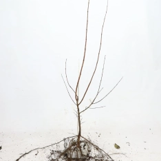 Veldesdoorn / Spaanse aak 100-125 cm (met blote wortel)