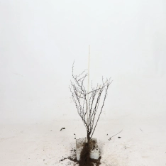 Rode zuurbes / Japanse berberis 30-50 cm (met blote wortel)