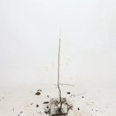 Meidoorn 40-60 cm (met blote wortel)