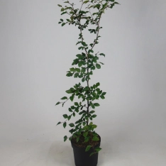 Groene beuk 125-150 cm (in pot)
