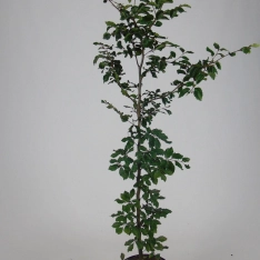 Groene beuk 150-175 cm (in pot)