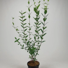 Wintergroene liguster 40-60 cm (in pot)