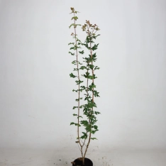 Veldesdoorn / Spaanse aak 60-100 cm (in pot)