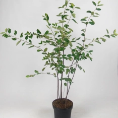 Krentenboompje 80-100  cm (in pot)
