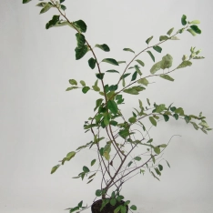 Krentenboompje 100-125 cm (in pot)
