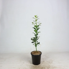 Gewone hulst 40-60 cm (in pot)