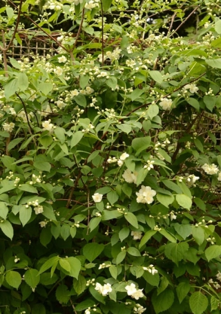 Philadelphus 'Virginal'