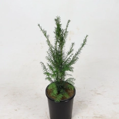 Venijnboom 40-60 cm (in pot)