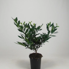 Laurier 'Otto Luyken' 30-40 cm (in pot)
