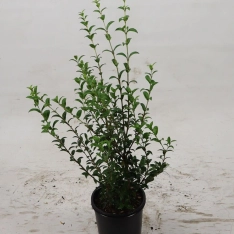 Schijnhulst 30-40 cm (in pot)
