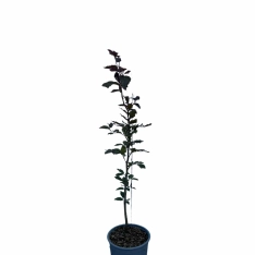 Rode beuk 60-80 cm (in pot)