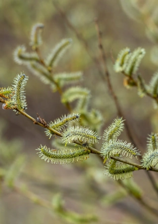 Salix purpurea