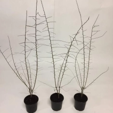 Sleedoorn 60-100 cm (in pot)