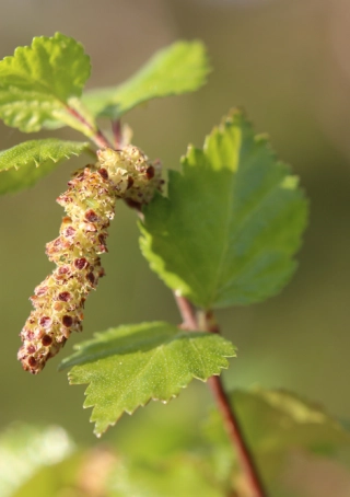 Betula pubescens