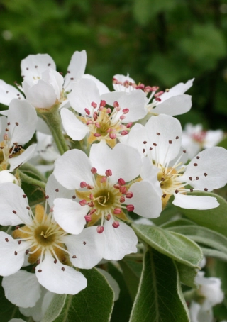 Wilde perenboom