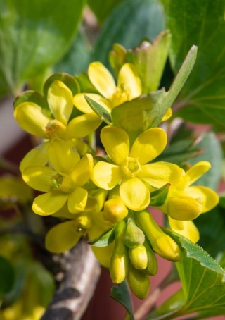 Ribes aureum