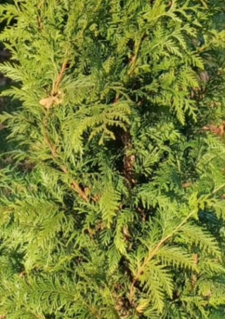 Thuja pl. 'Excelsa'