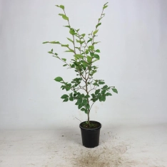 Groene beuk 80-100 cm (in pot)