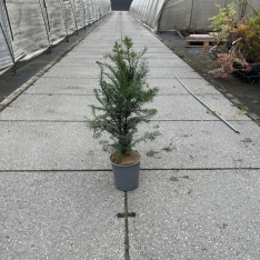 Venijnboom 60-80 cm (in pot)