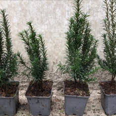 Venijnboom P9 cm (in pot)