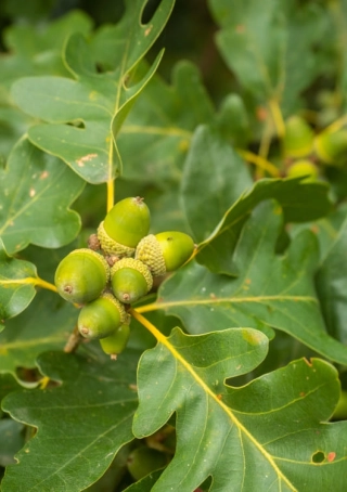 Quercus petraea