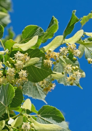 Zomerlinde / Grootbladige linde