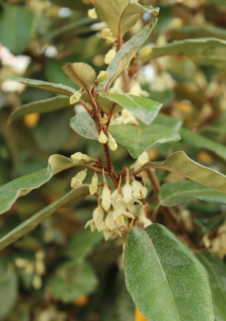 Elaeagnus ebbingei