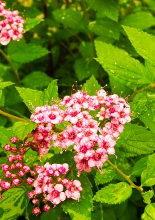 Spiraea japonica 'Little Princess'