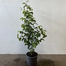 Haagbeuk 40-60 cm (in pot)