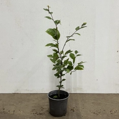 Groene beuk 40-60 cm (in pot)